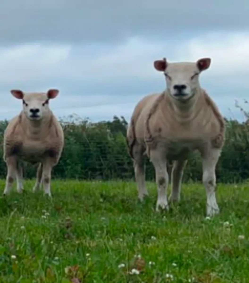 Ram lambs and shearlings - Image 4