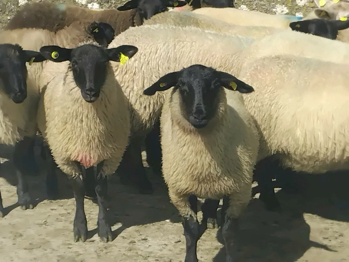 30 Suffolk Ewe Lamb's - Image 1