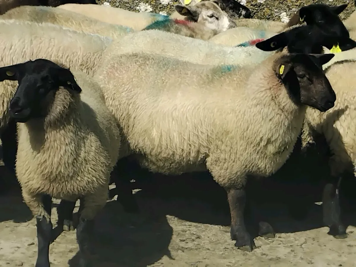 30 Suffolk Ewe Lamb's - Image 2