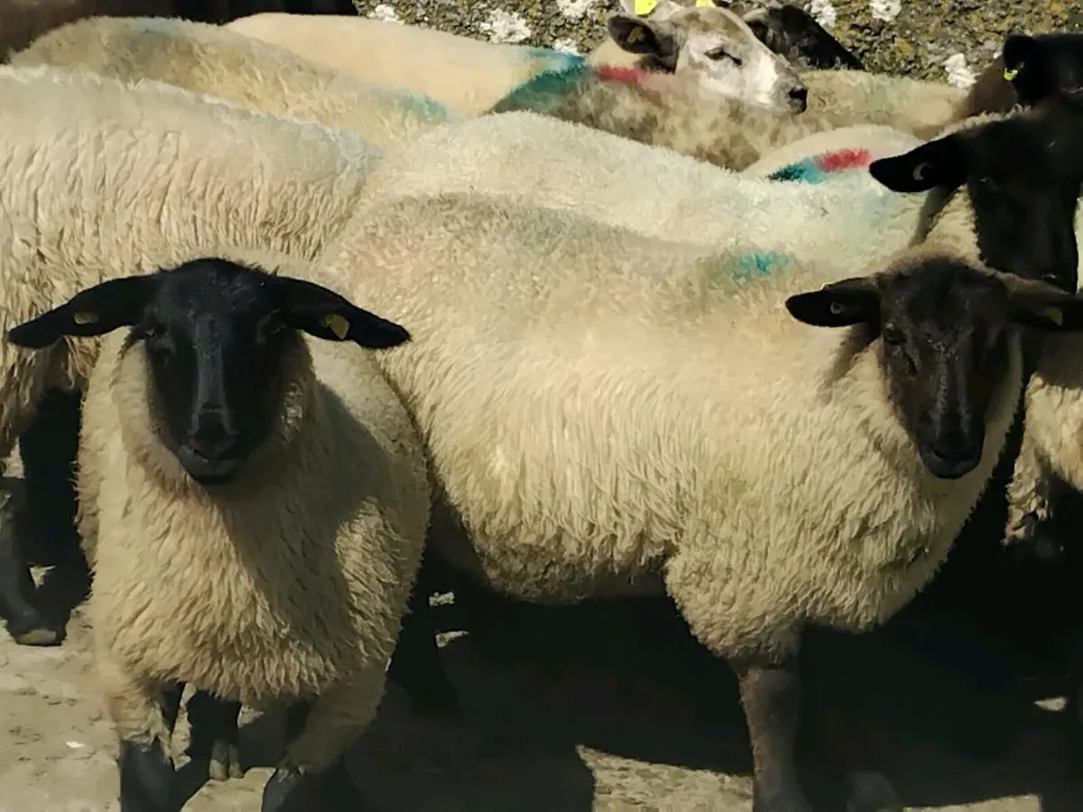 30 Suffolk Ewe Lamb's - Image 3