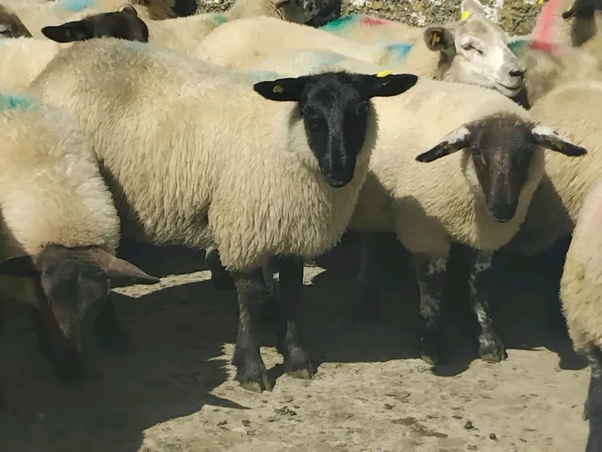 30 Suffolk Ewe Lamb's - Image 4