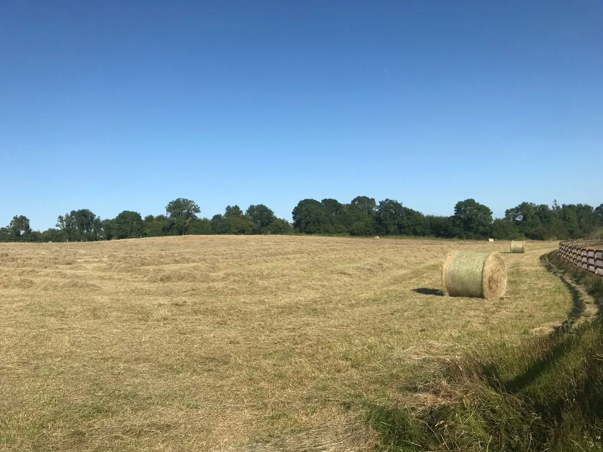 Hay for sale - Image 1