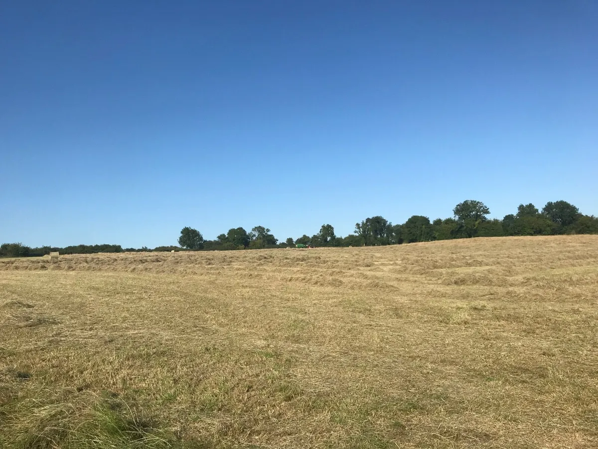 Hay for sale - Image 2