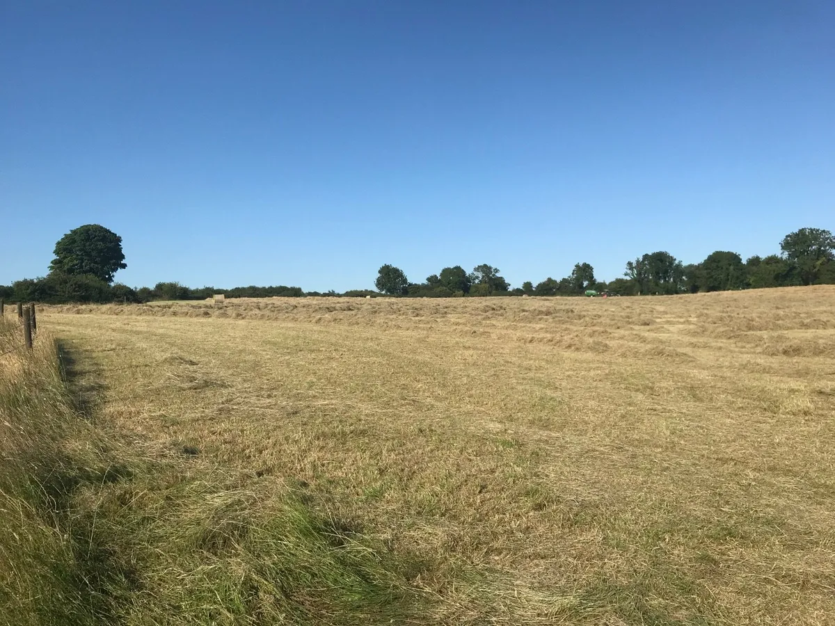 Hay for sale - Image 3