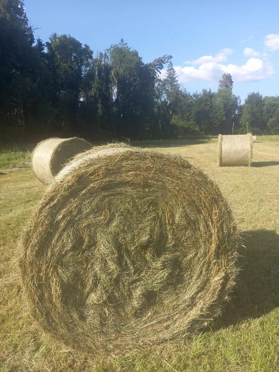 Organic Hay for Sale - Image 1