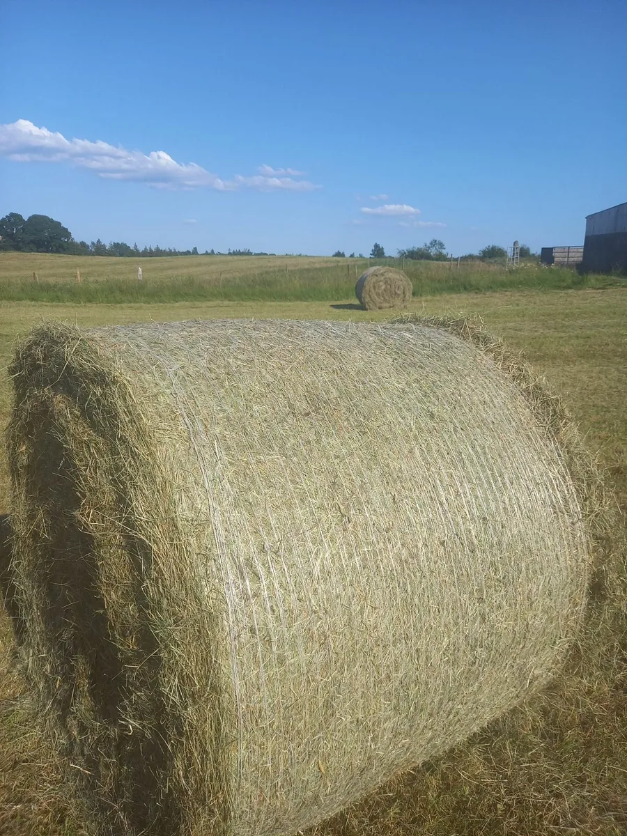 Organic Hay for Sale - Image 2