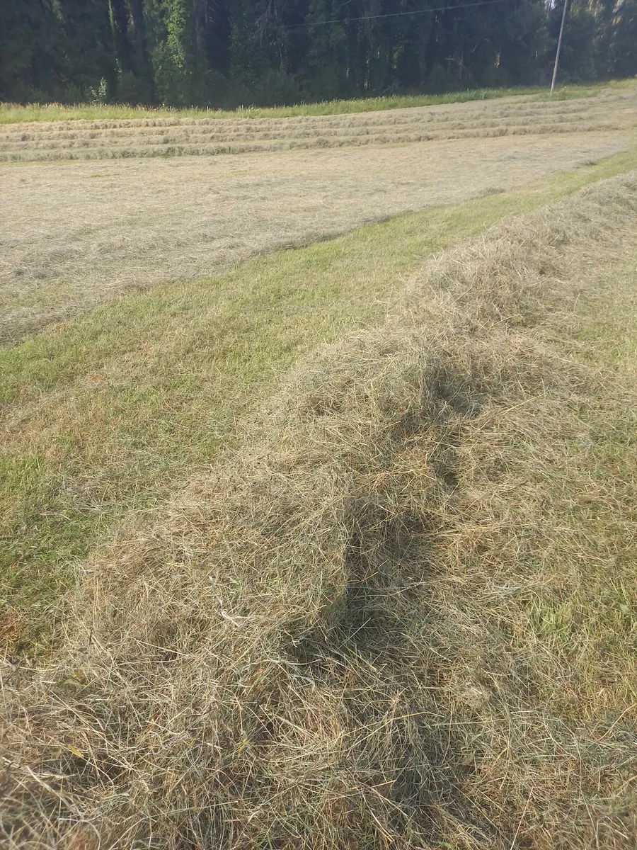Organic Hay for Sale - Image 3