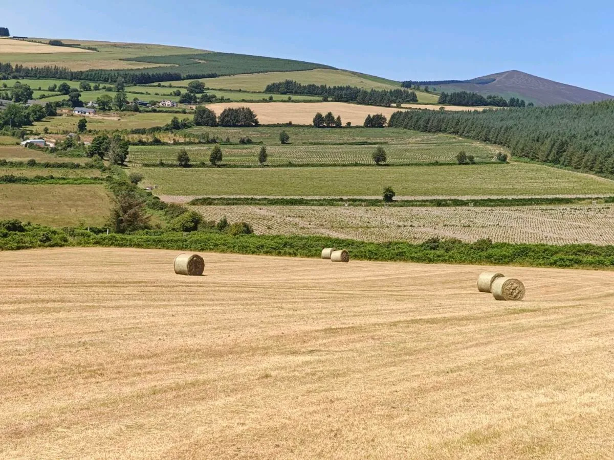 Organic hay - Image 1