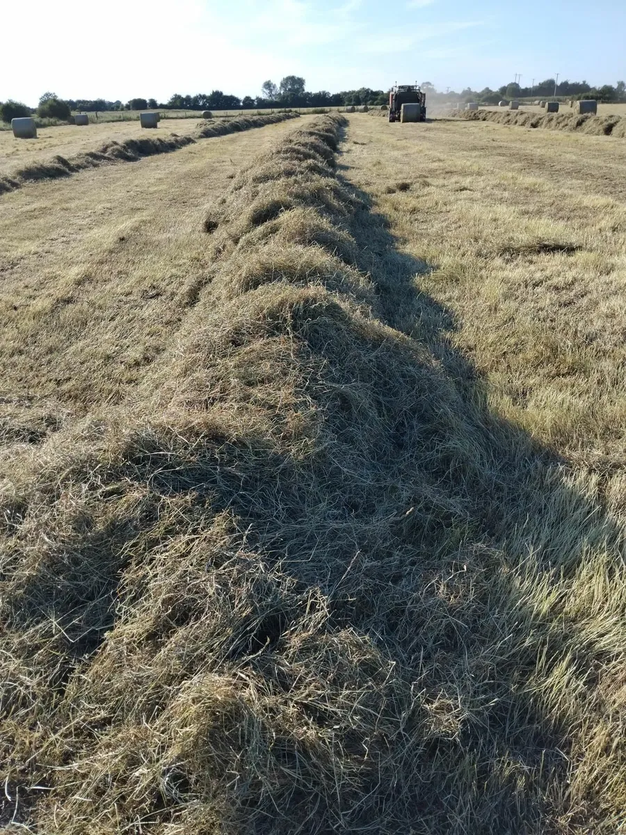 Hay - Image 4