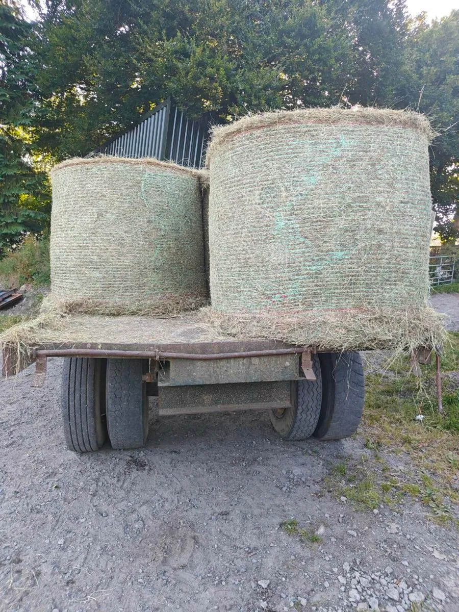 Organic hay - Image 2