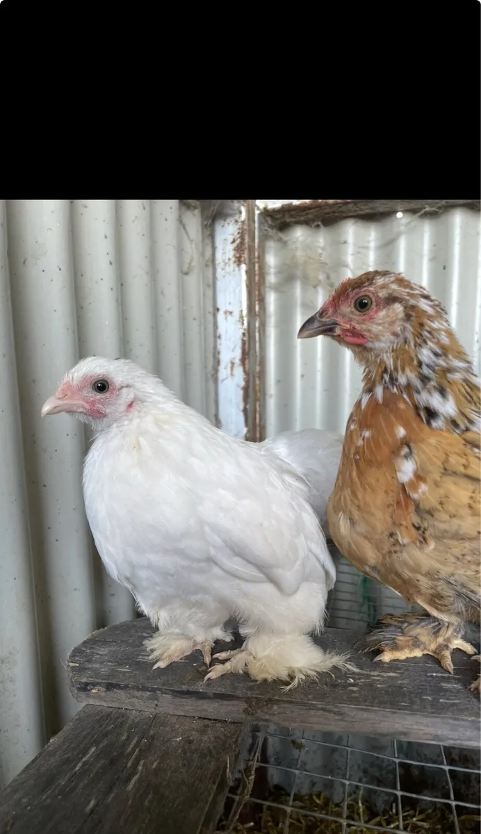 gold/blacktops and pekins - Image 1