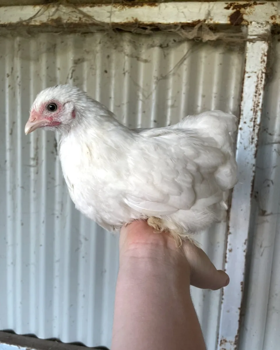 gold/blacktops and pekins - Image 2