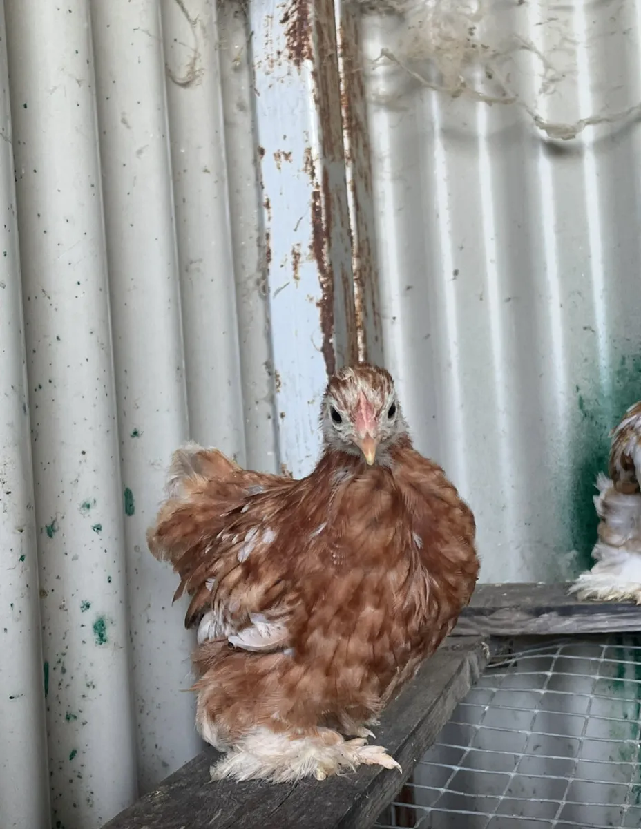 gold/blacktops and pekins - Image 3