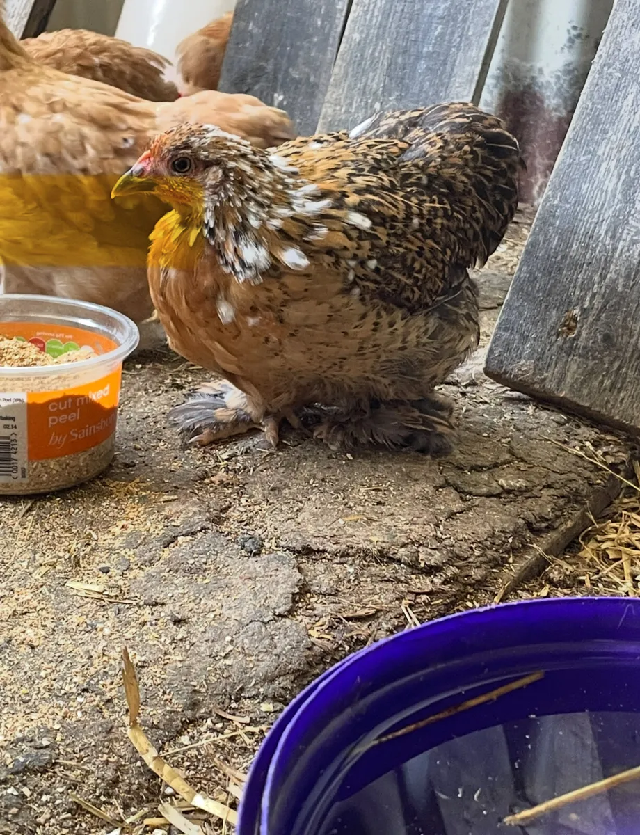 gold/blacktops and pekins - Image 4