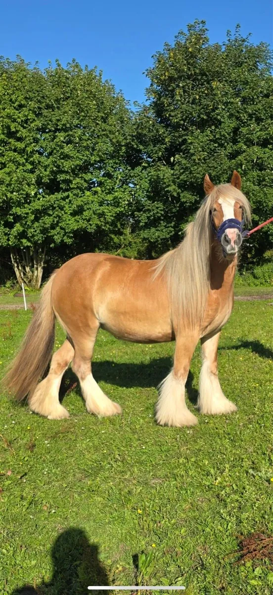 **Smashing 2 year old Filly ** - Image 3