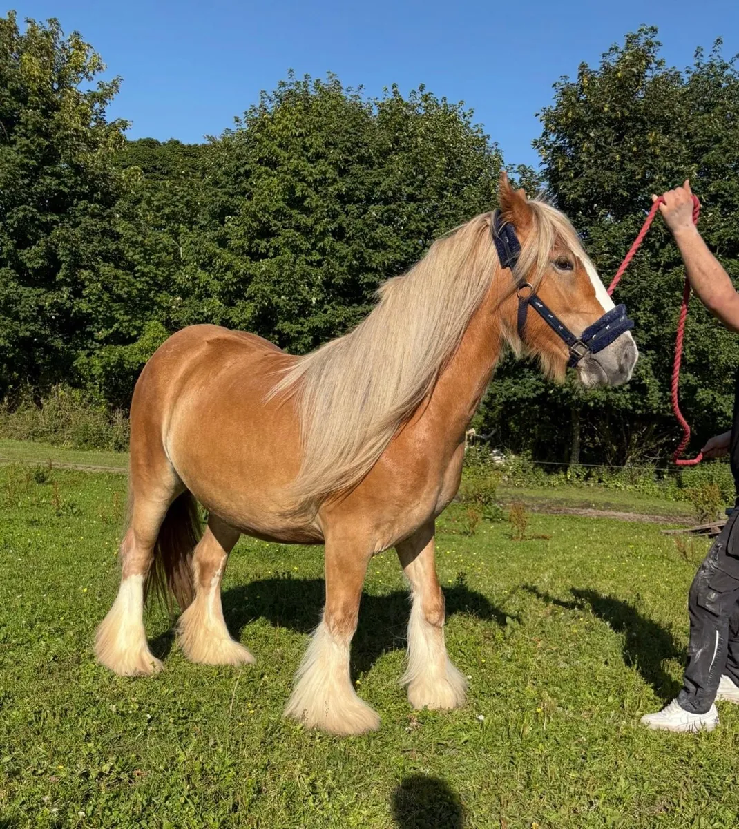 **Smashing 2 year old Filly ** - Image 1