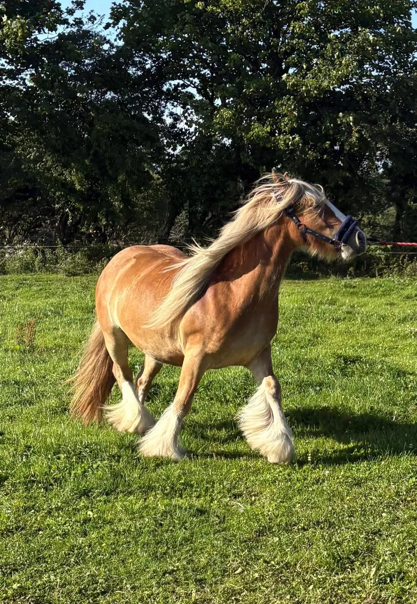 **Smashing 2 year old Filly ** - Image 2