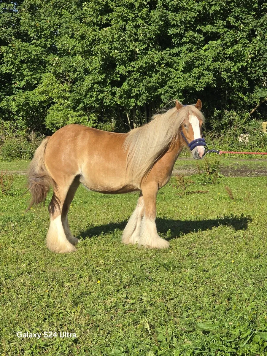 **Smashing 2 year old Filly ** - Image 4