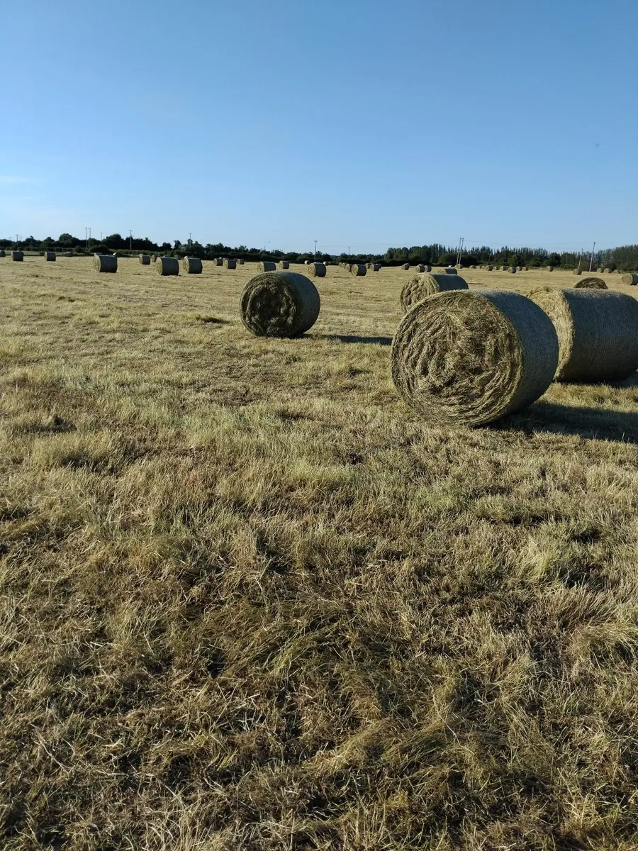 Hay - Image 1