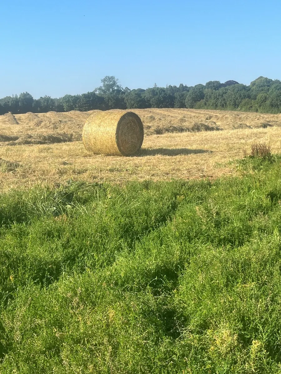 hay bales - Image 1
