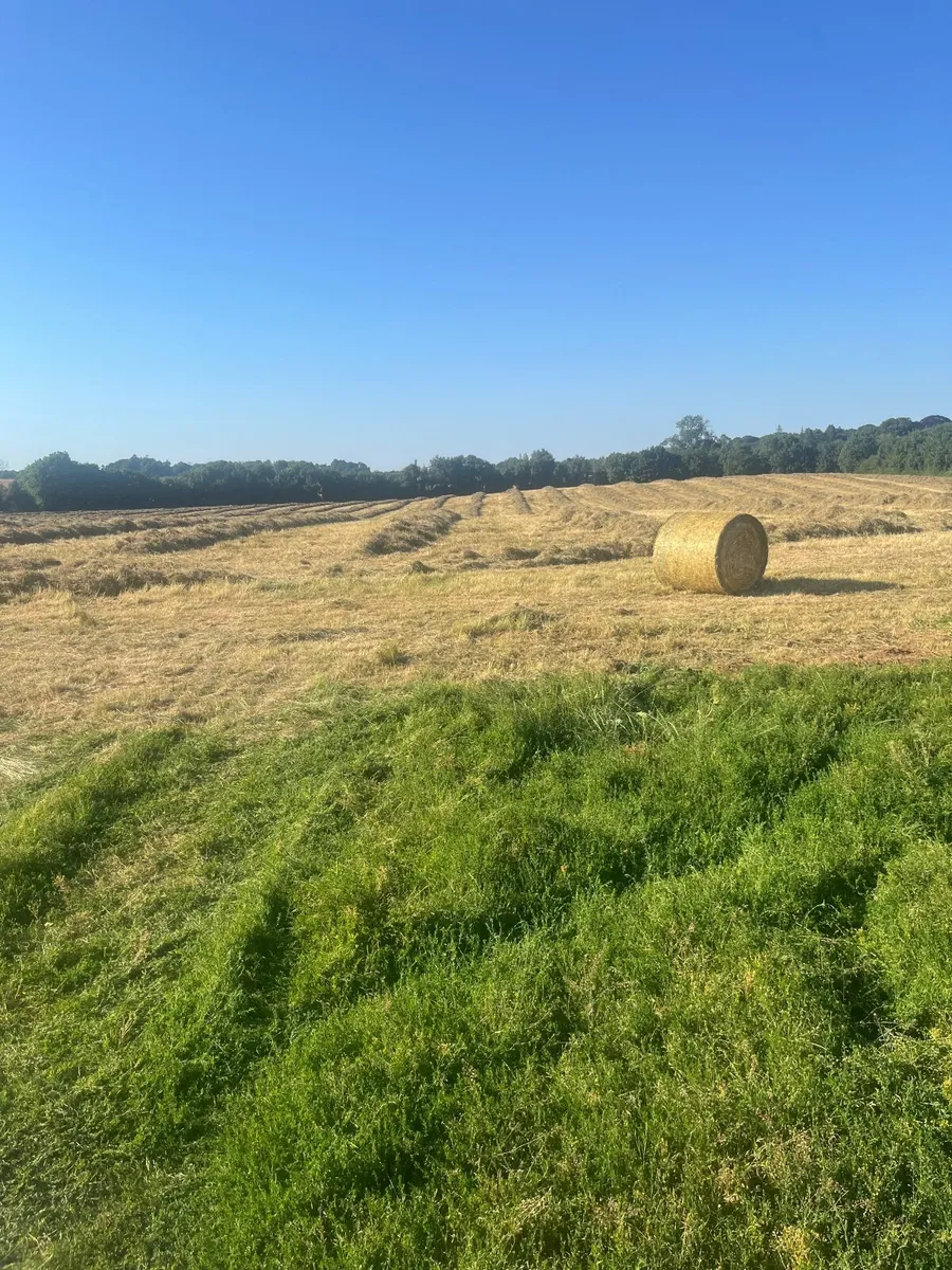 hay bales - Image 2