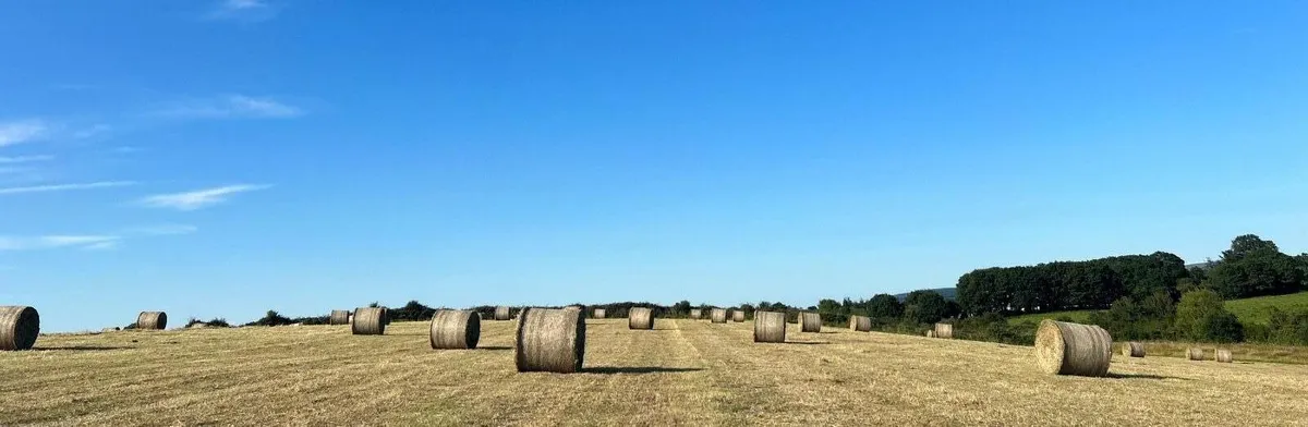 Quality HAY - Image 3