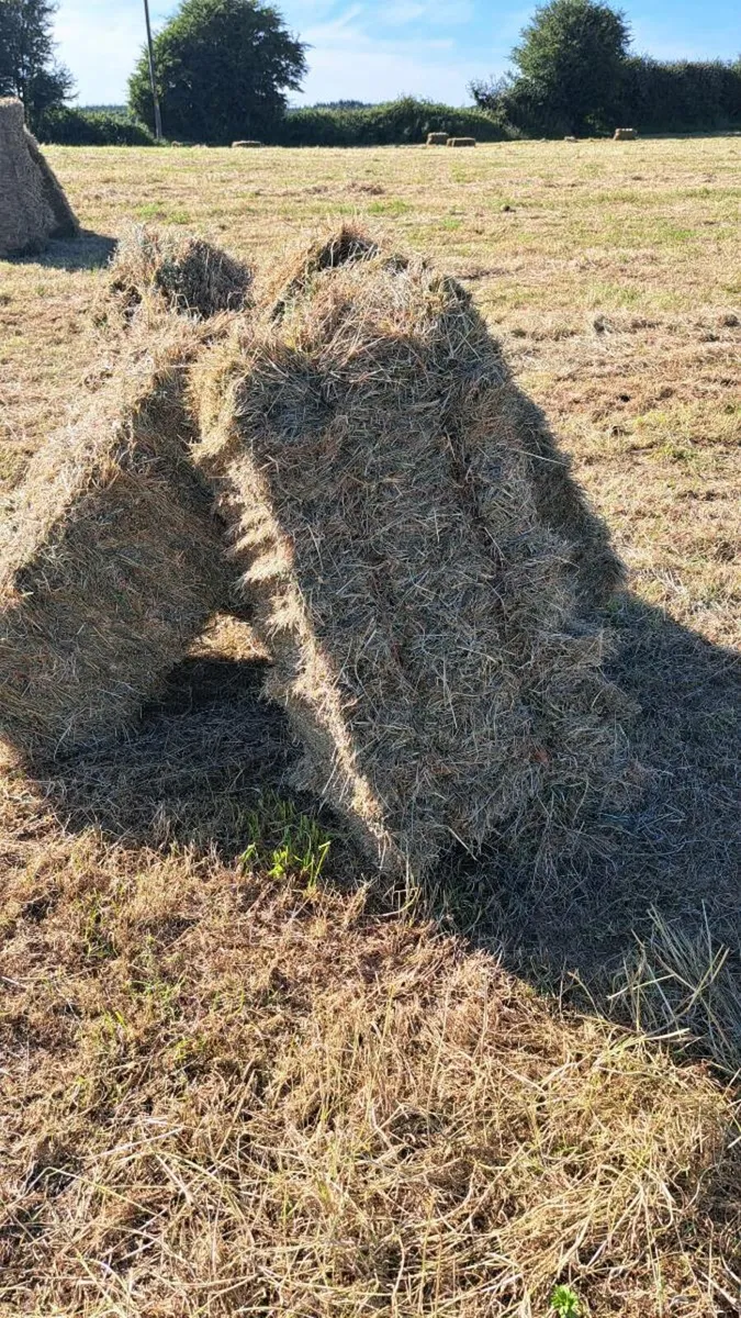 Square bales of hay - Image 1