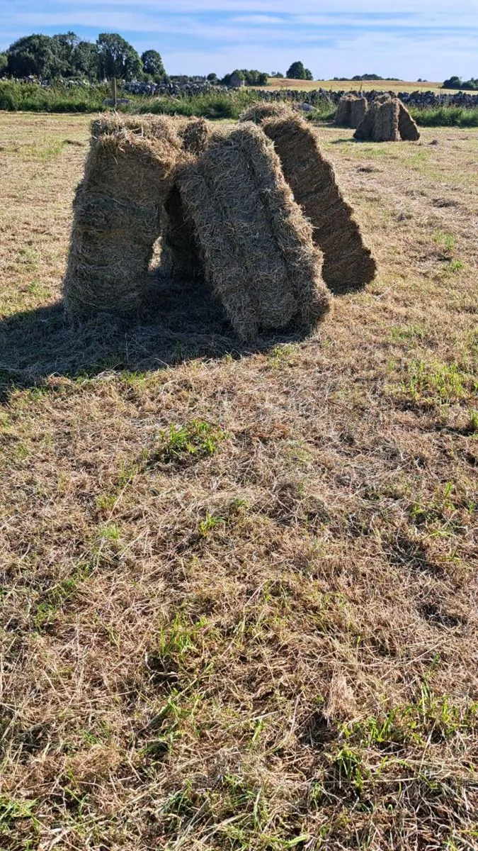 Square bales of hay - Image 2