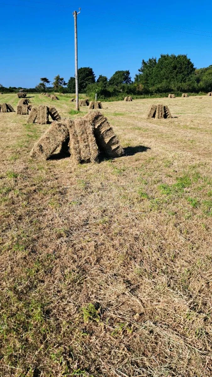 Square bales of hay - Image 3
