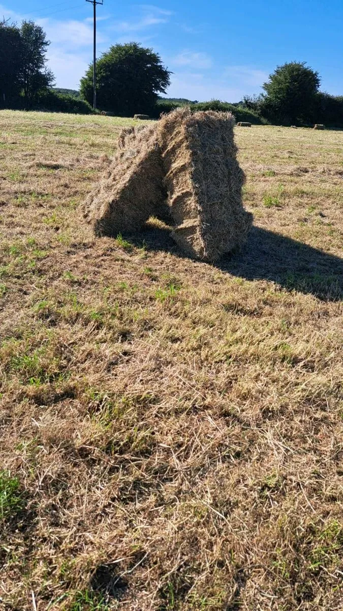 Square bales of hay - Image 4