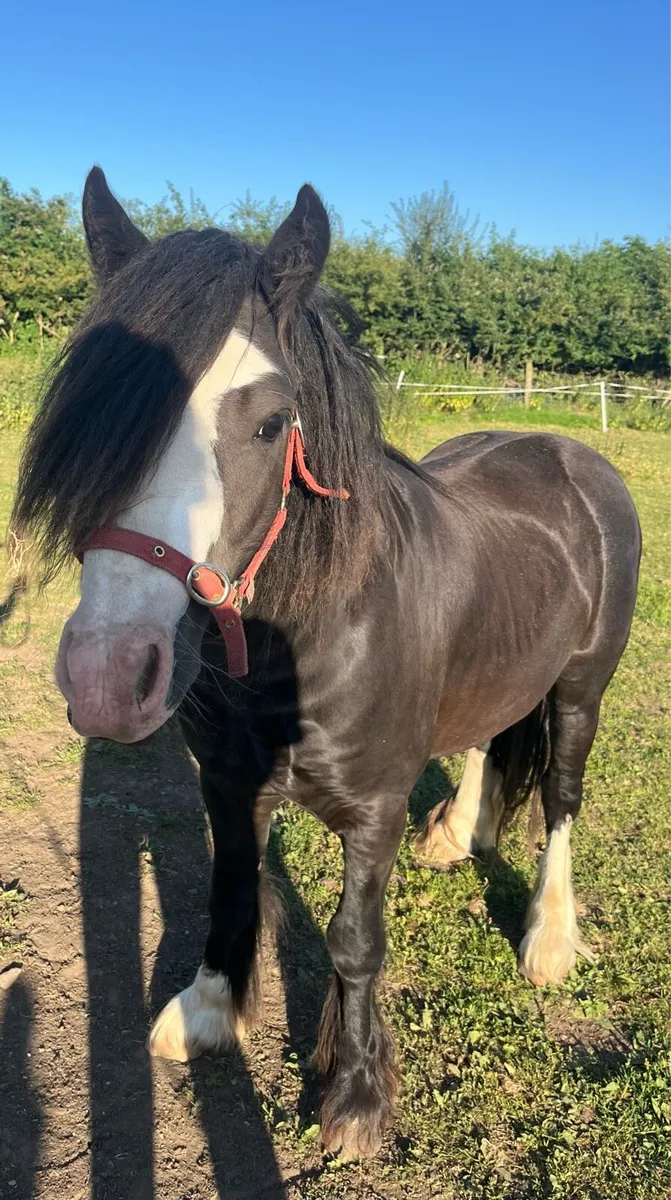 Colt pony - Image 2