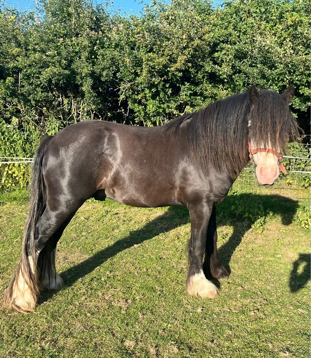 Colt pony - Image 3