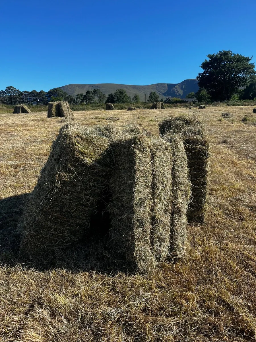 Small Square Bales  and Round Bales - Image 4