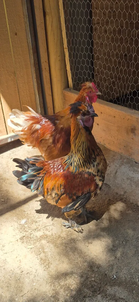 Silkie × Rhode island red hybrid roosters - Image 1