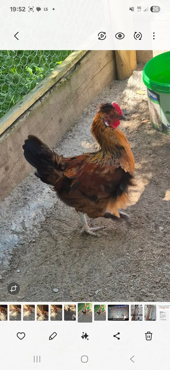 Silkie × Rhode island red hybrid roosters - Image 2