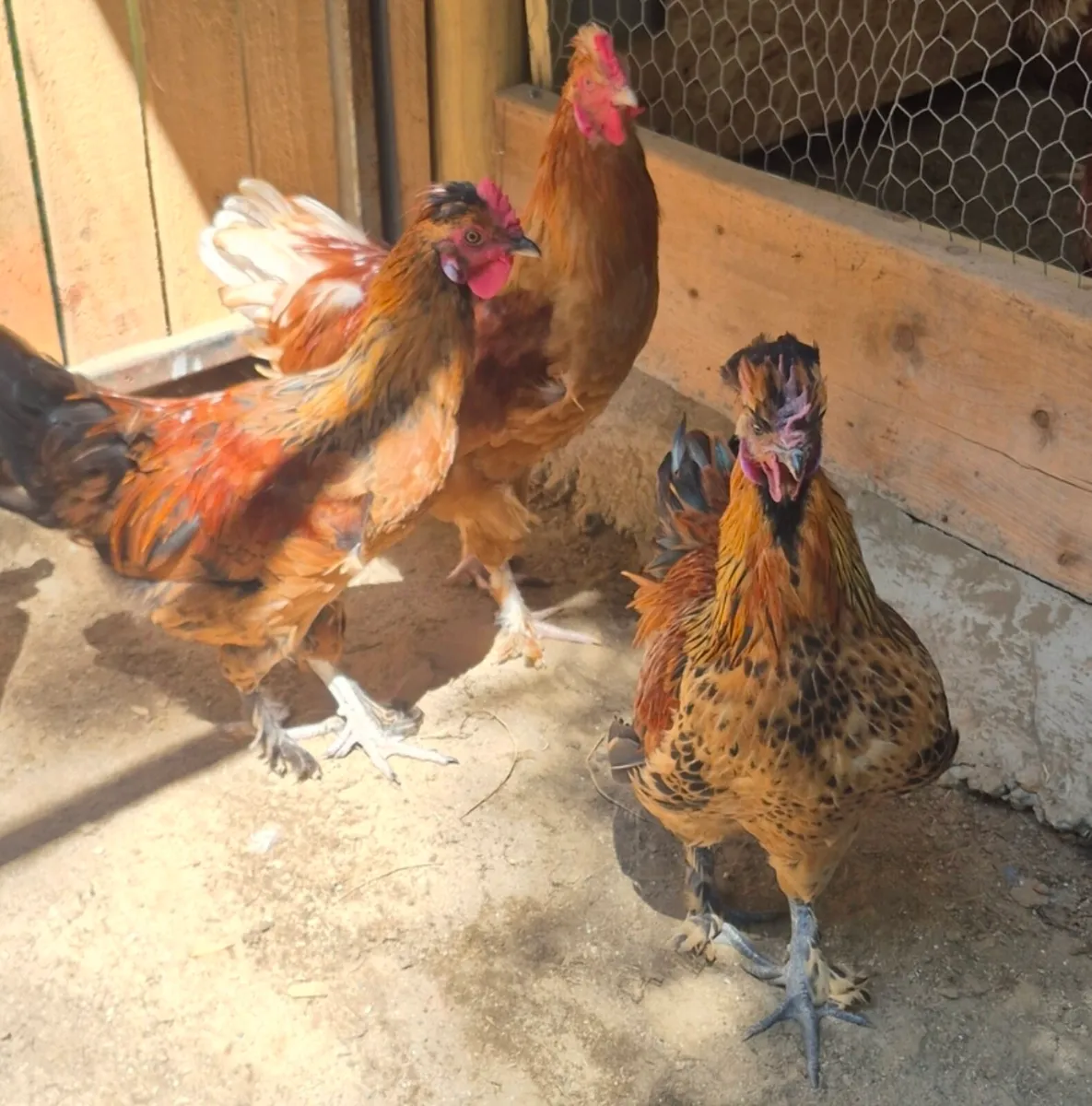 Silkie × Rhode island red hybrid roosters - Image 3