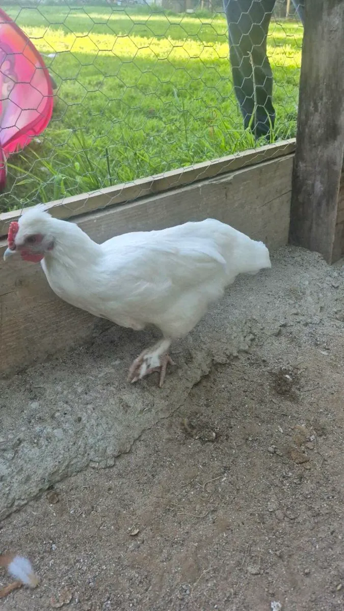 Silkie × Rhode island red hybrid roosters - Image 4