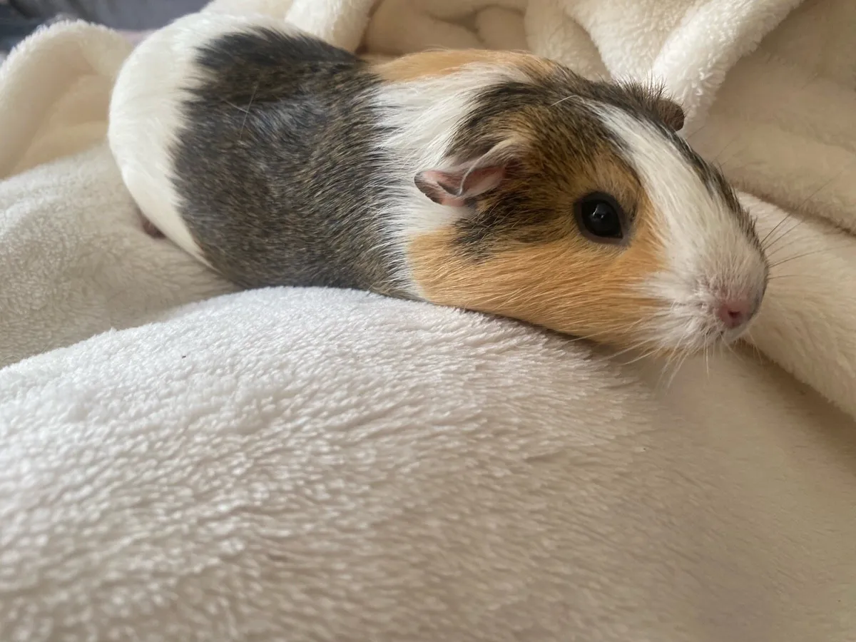 Guinea Pig & 120 x 60 cage - Image 2