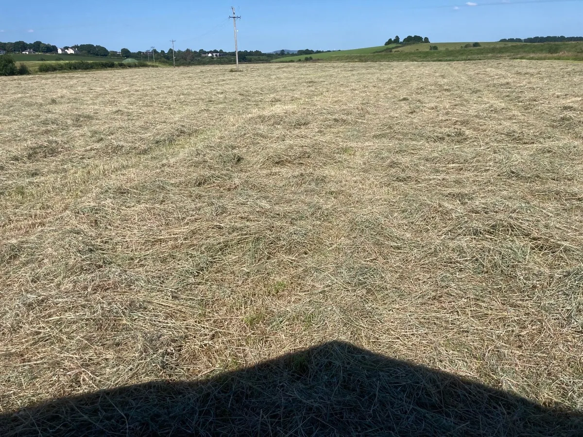 Hay - Image 3