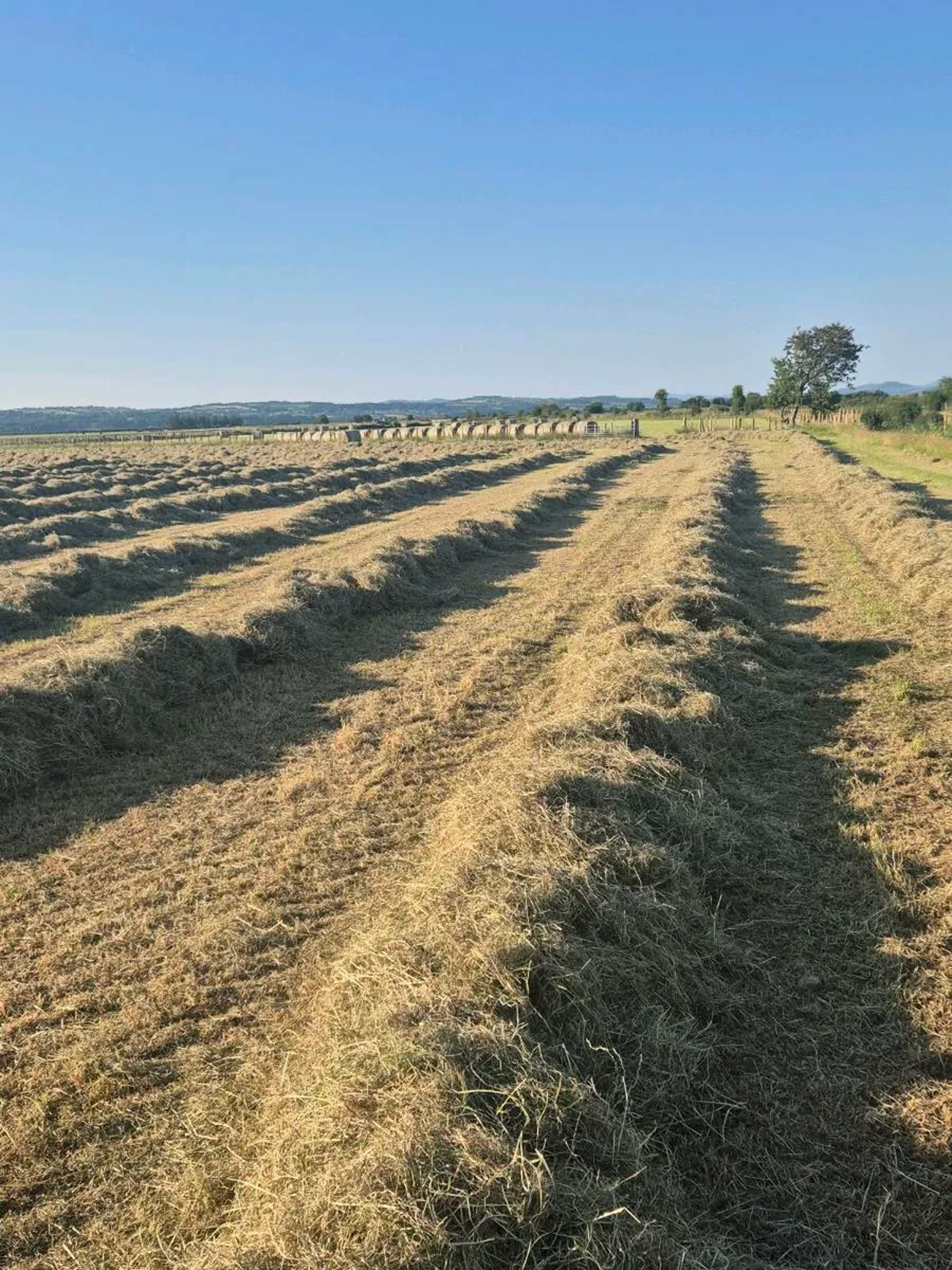 Hay - Image 2