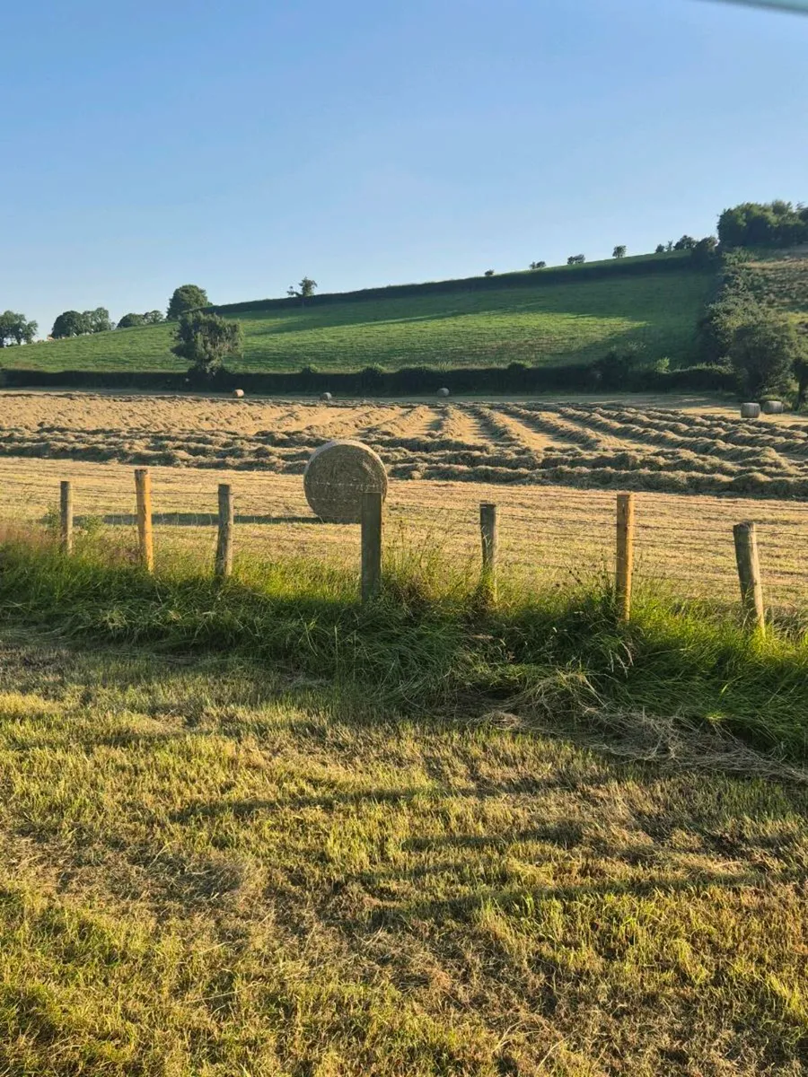 Hay - Image 1