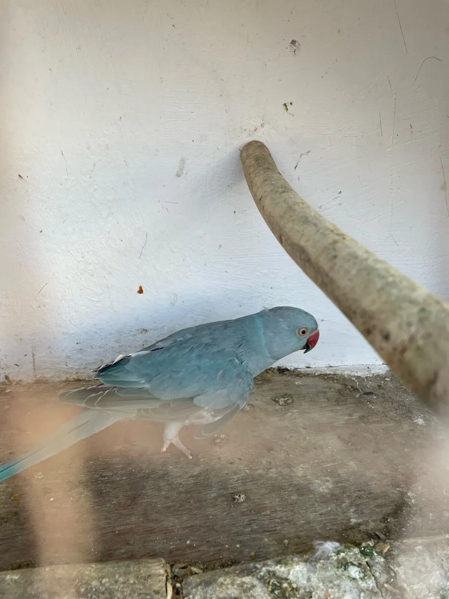 Pair of Blue Ringnecks - Image 1