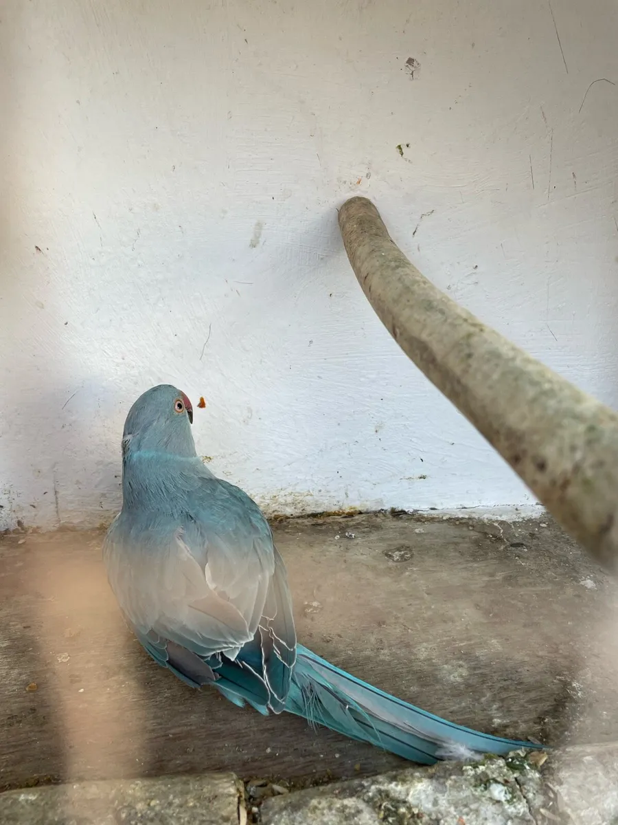 Pair of Blue Ringnecks - Image 2