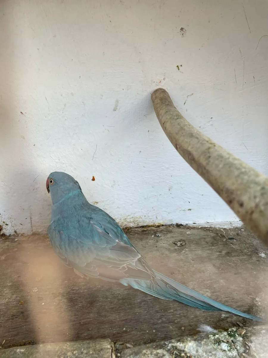 Pair of Blue Ringnecks - Image 3