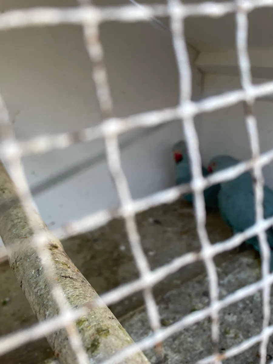 Pair of Blue Ringnecks - Image 4