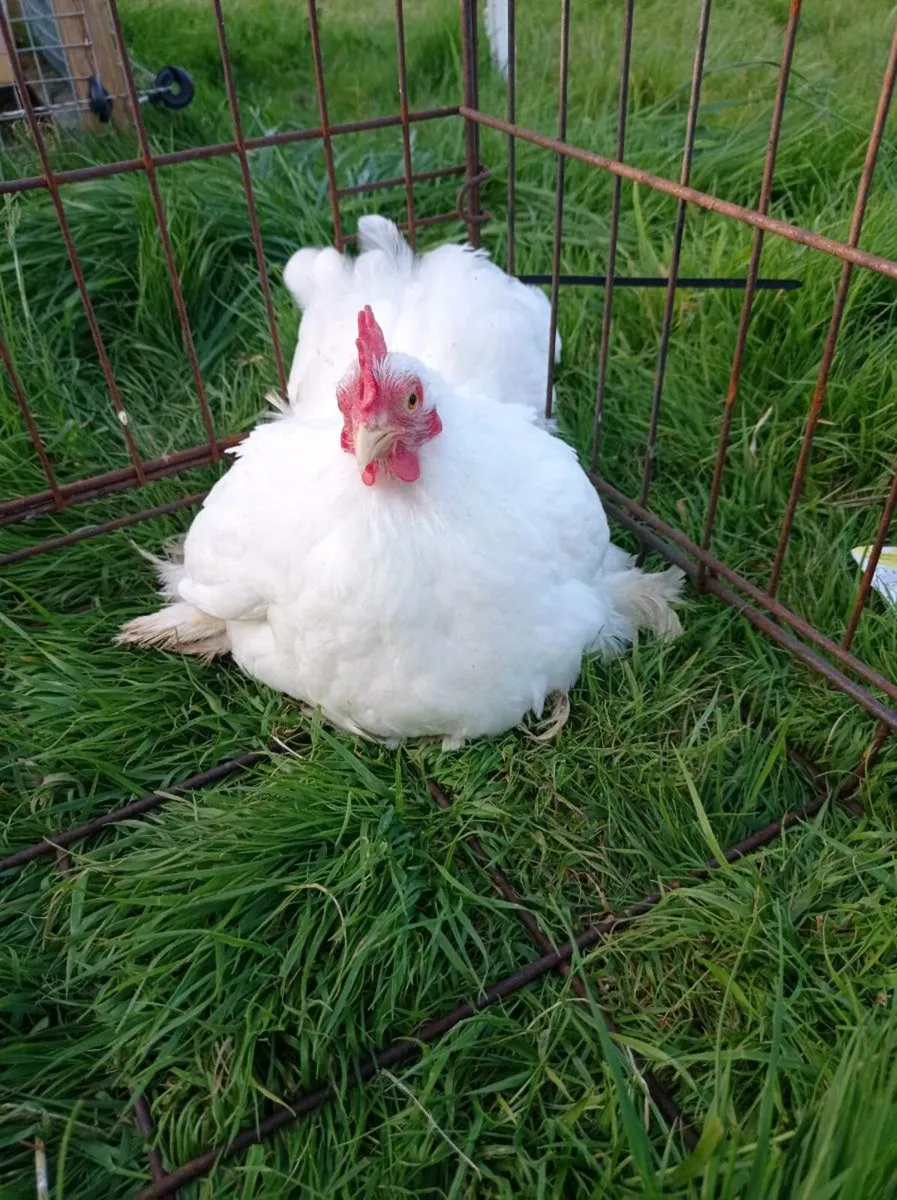 Pekin pair - Image 2