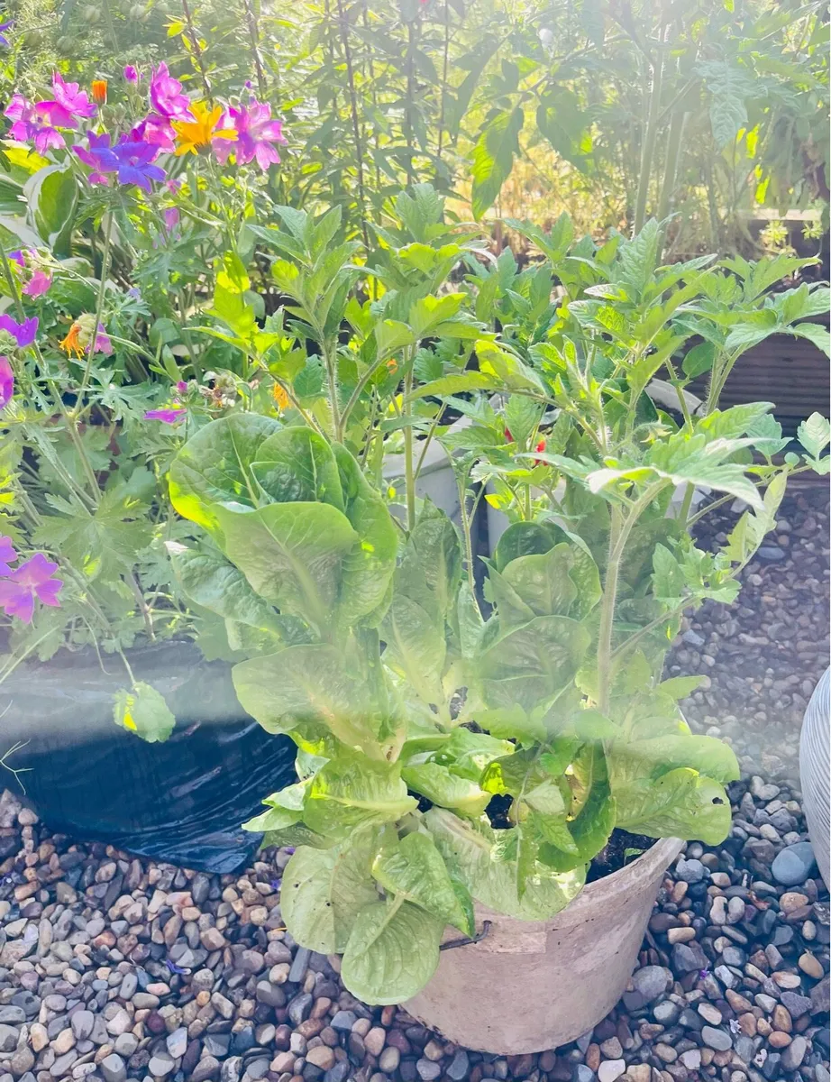 Two tomatoes plants in the buckets - Image 1