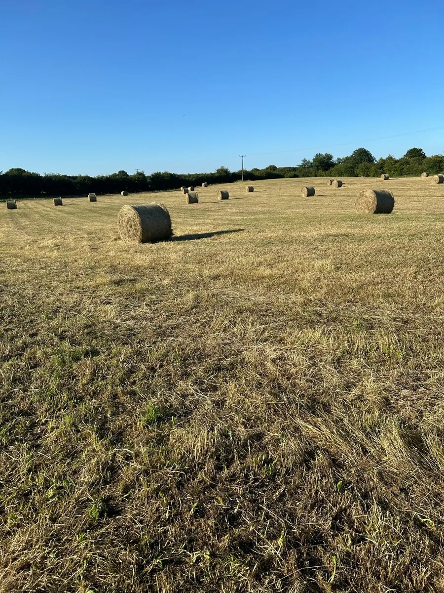 Hay - Image 1