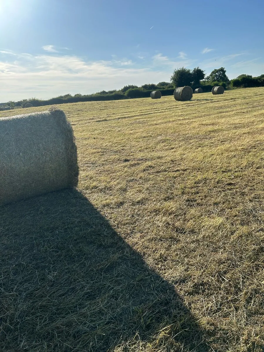 Hay - Image 2