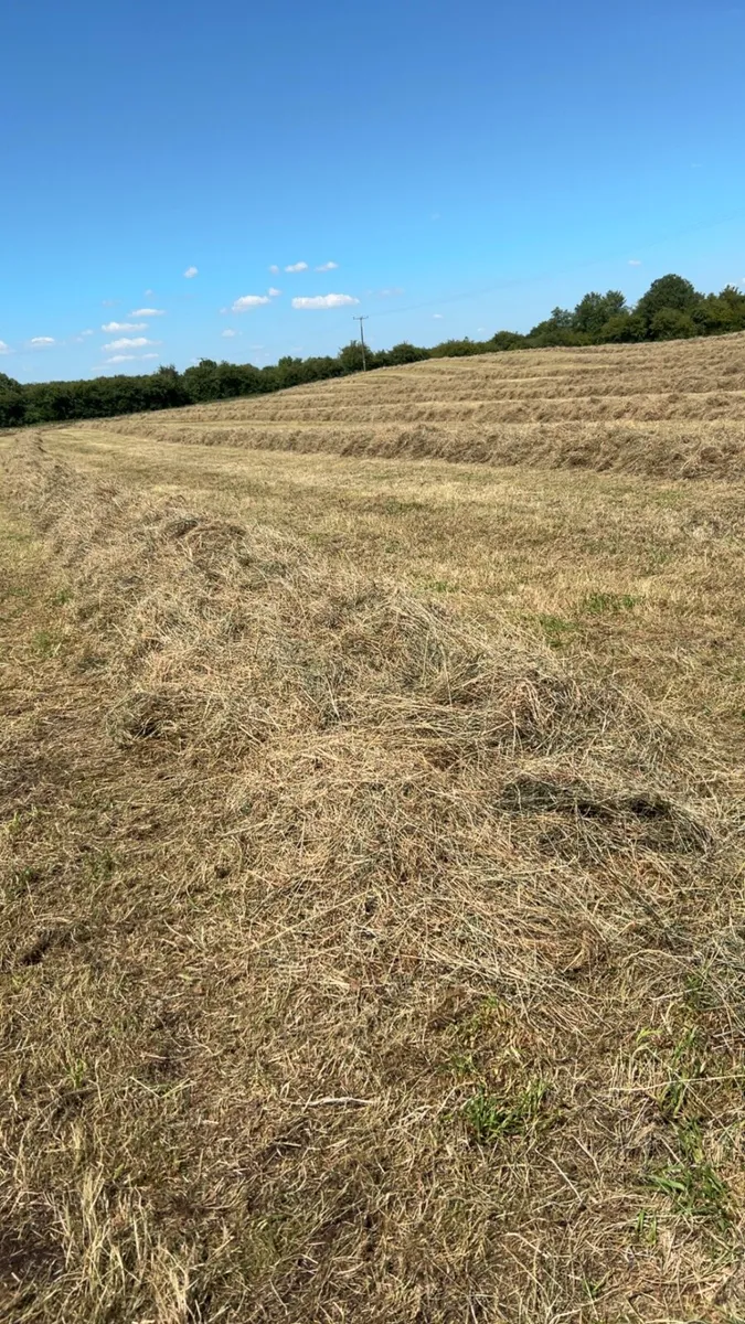 Hay - Image 3